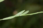 Stiff yellow flax